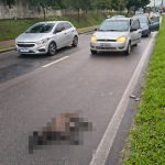 Animal morto em São José: saiba como solicitar recolhimento