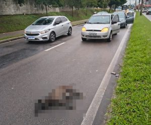 Animal morto em São José: saiba como solicitar recolhimento