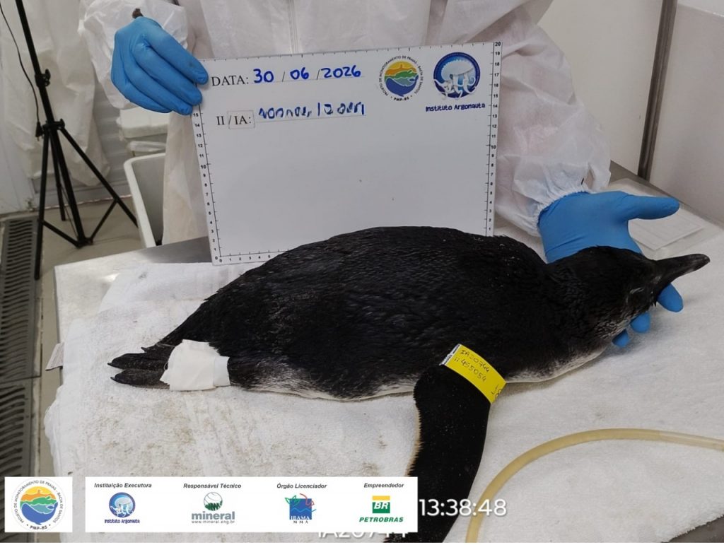 Pinguim-de-Magalhães é encontrado em praia de Ubatuba