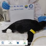 Pinguim-de-Magalhães é encontrado em praia de Ubatuba