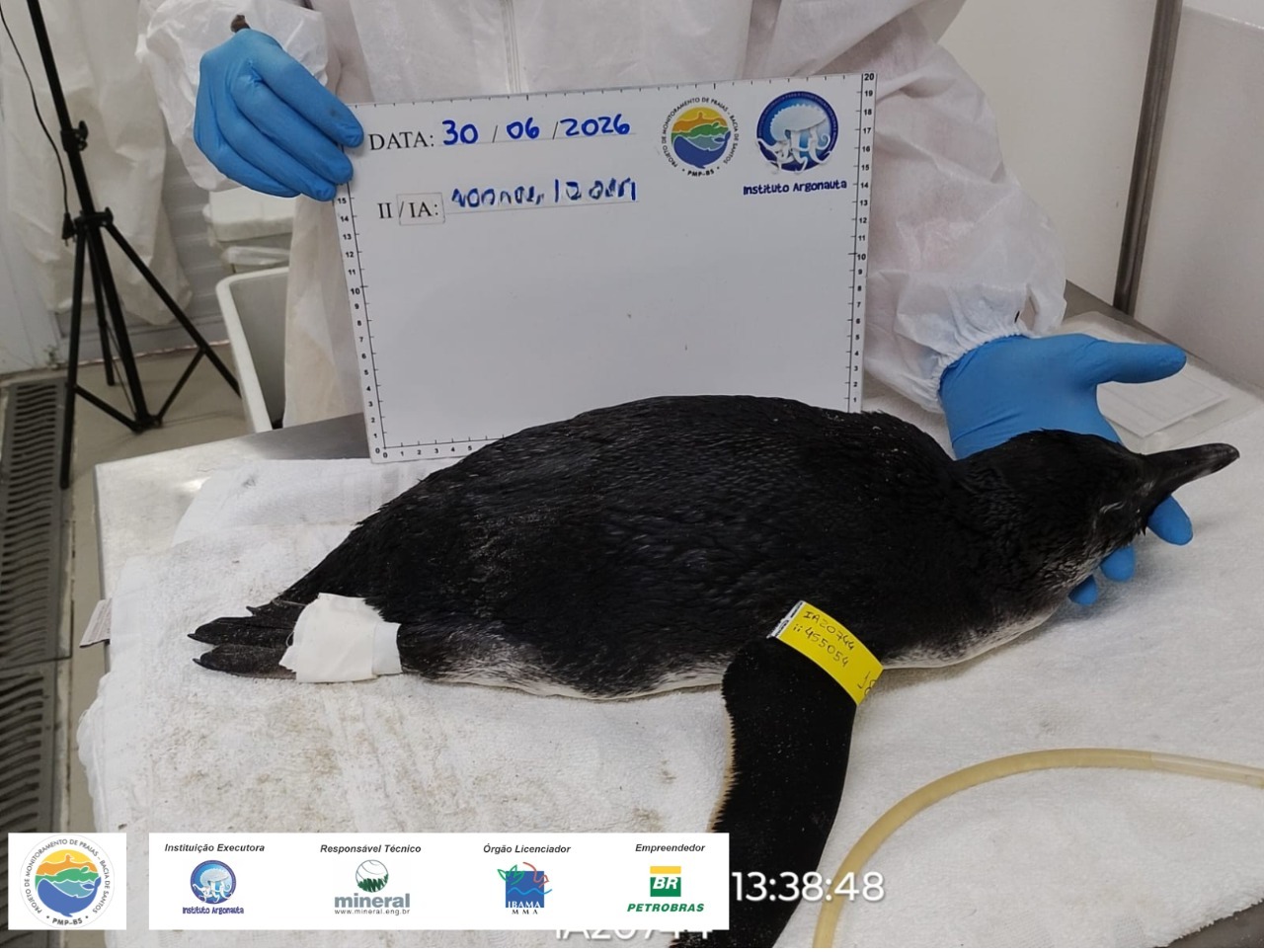 Pinguim-de-Magalhães é encontrado em praia de Ubatuba