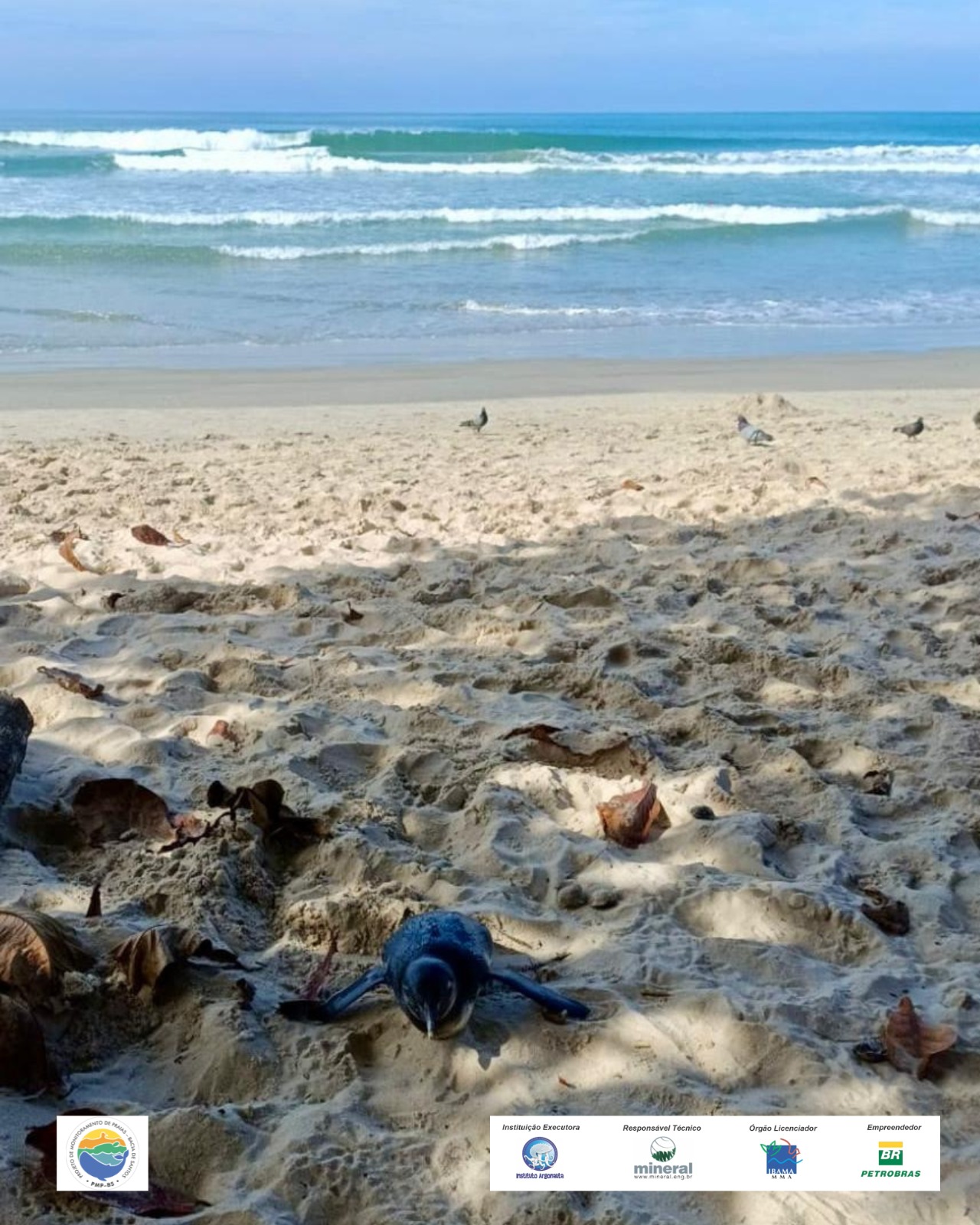 Pinguim-de-Magalhães é encontrado em praia de Ubatuba