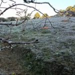 Cidade mais alta do Brasil, Campos do Jordão amanhece coberta por geada e registra uma das temperaturas mais baixas do ano