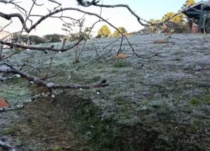 Cidade mais alta do Brasil, Campos do Jordão amanhece coberta por geada e registra uma das temperaturas mais baixas do ano