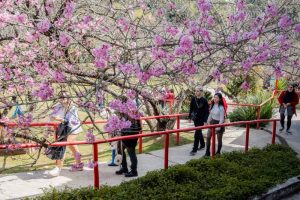 Inverno na Mantiqueira: Campos do Jordão se prepara para a 155ª Festa da Cerejeira em Flor'