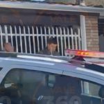 Execução em mercadinho assusta Jacareí: comerciante é morto a tiros dentro do próprio estabelecimento