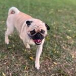 Pug morre após ser atacado por dois pit bulls durante passeio na zona leste de São José dos Campos