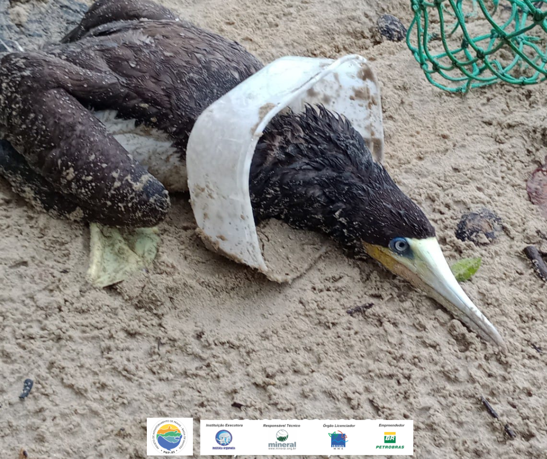 Atobá-marrom resgatado em Ubatuba após ficar preso em pote