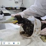 Atobá-marrom resgatado em Ubatuba após ficar preso em pote