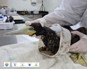 Atobá-marrom resgatado em Ubatuba após ficar preso em pote