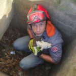 Bombeiros Anjos: filhote de cão desaparecido há três dias é resgatado de bueiro e emociona moradores em Caraguatatuba