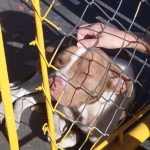 Pitbull solto há uma semana preocupa moradores no Conjunto 31 de Março, em São José dos Campos