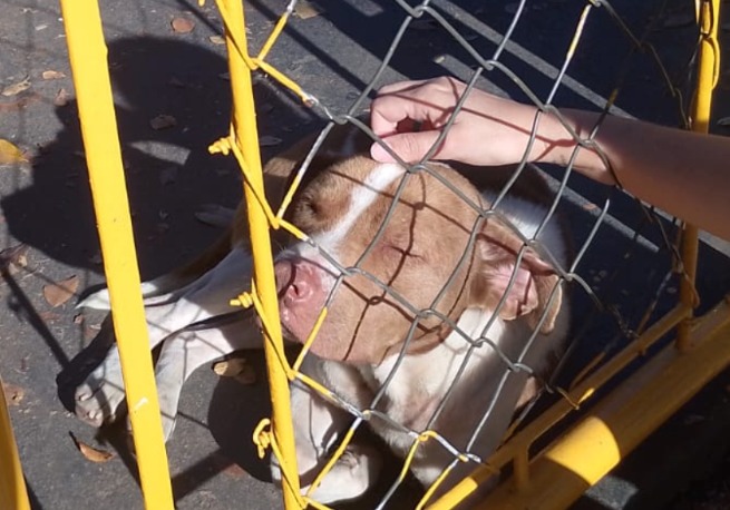 Pitbull solto há uma semana preocupa moradores no Conjunto 31 de Março, em São José dos Campos