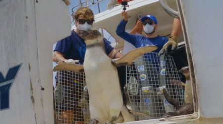 17 pinguins reabilitados são devolvidos ao mar na costa de Ubatuba!