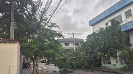 Galho de árvore cai e interdita rua Juazeiro do Norte no Parque Industrial