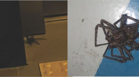 Aranhas-Armadeiras são encontradas em dois prédios no Aquarius