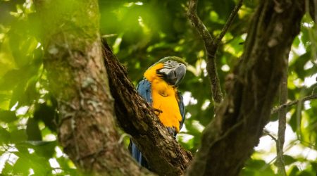 Araras soltas Rio 02