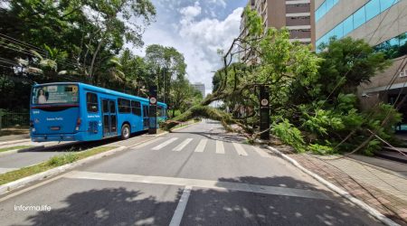 Árvore cai e interdita duas faixas da Nove de Julho!