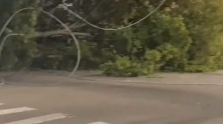 Árvore de grade porte cai e atinge muro de escola no Jardim Satélite