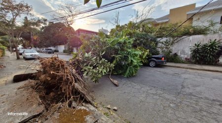 Árvore de grande porte cai e acerta carro no Esplanada!