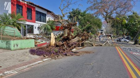 Árvore de grande porte cai e interdita avenida Anchieta