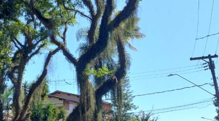 Árvore está prestes a cair no Jardim Esplanada