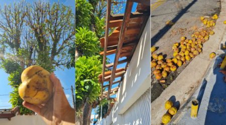 Árvore maçã-de-elefante causa prejuízos e gera conflitos em São José dos Campos