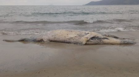 Baleias-Jubartes encontradas mortas em praias de São Sebastião