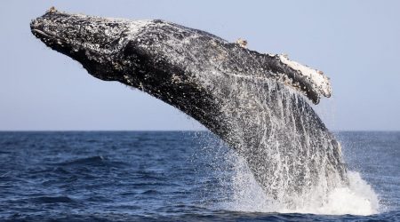 Aberta temporada de avistamento de baleias em Ilhabela!