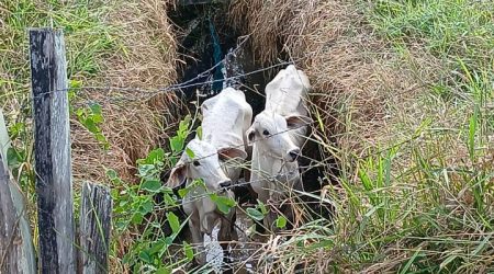 Bezerros presos em buraco são encontrados no Urbanova