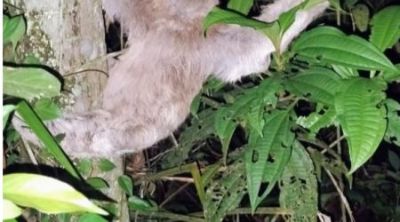Bicho-preguiça atiça a cachorrada e mobiliza bombeiros na Martin de Sá