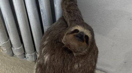 Bicho-preguiça é resgatado em condomínio de Caraguatatuba