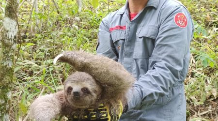 Bicho-preguiça é resgatado pelo Corpo de Bombeiros em Caraguatatuba