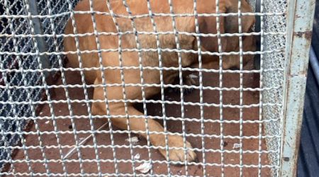 Bombeiros capturam pitbull agressivo em Caraguatatuba!