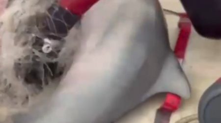 Bombeiros resgatam filhote de boto preso em rede de pesca em Ubatuba
