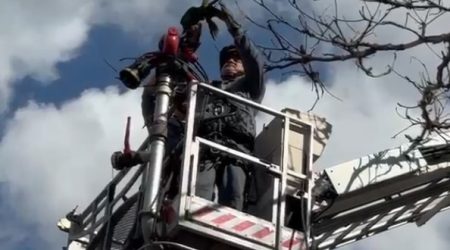 Bombeiros resgatam maritaca presa em árvore na praça Manso Fukuda, em Taubaté