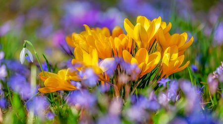 CEAGESP em Flor celebra a primavera em São José dos Campos