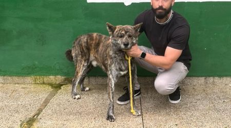 Cachorro é resgatado na Dutra, acolhido e entregue ao tutor