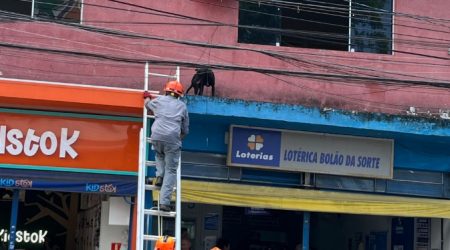 Cachorro é resgatado pelos Bombeiros após cair de janela em Caraguatatuba