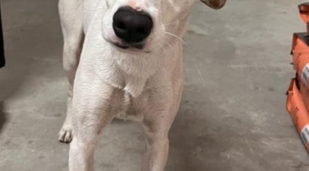 Cadela desaparecida em São José é localizada em Jacareí após dois meses e entregue à família