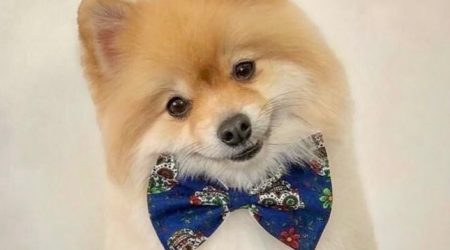 Caso Fox Tutor do pitbull é condenado a 13 dias de prisão!