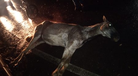 Cavalo atropelado na SP50, zona norte de São José, foi encontrado vivo e aguarda resgate. Motorista fugiu do local