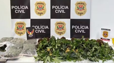 Chácara usada como estufa para plantação de maconha é localizada pela Polícia Civil