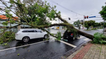 Chuva e ventos derrubam árvores que atingem carros na região central