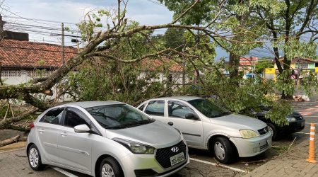 Chuvas e ventos fortes derrubam árvores no Jardim Morumbi