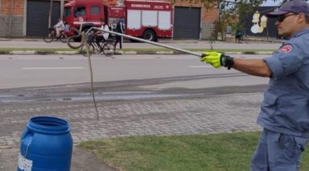 Cobra é capturada em árvore no Perequê-Mirim, em Caraguá