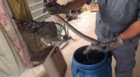 Cobra é capturada pelos Bombeiros em lavanderia de casa em Caraguá