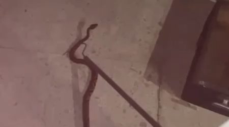 Cobra jararaca é capturada por equipe dos Bombeiros na Vila Betânia