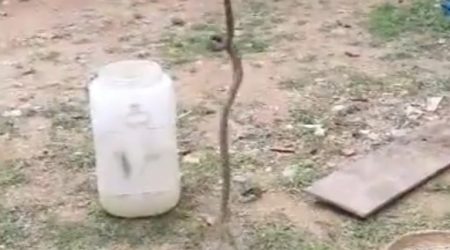 Cobra venenosa é capturada pelos Bombeiros em quintal de casa em Ilhabela
