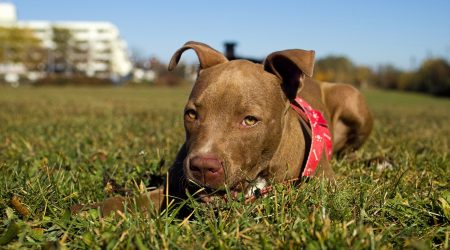 Pitbull agressivo é capturado pelos bombeiros em Ubatuba